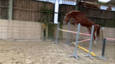 Yegua sbs caballo de deporte belga en venta 2021 alazán