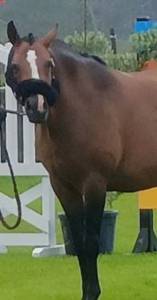 Fattrice pfs pony francese da sella in vendita 2013 baio