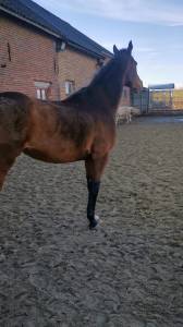 Mare thoroughbred for sale 2009 bay