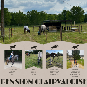 Pension chevaux (86)