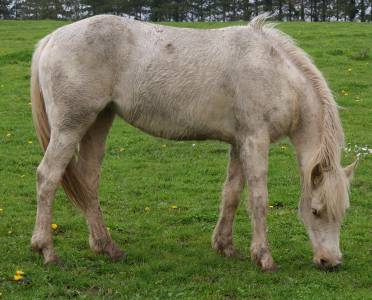 Pouche oc 2 ans palomino taille d 