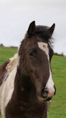 Poulain poney (taille d) oc, hongre, 2 ans, pie noir