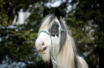 Gelding gypsy cob for sale 2015 coloured
