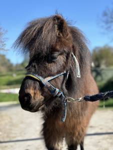 Poney taille a 3 ans