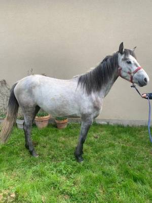 Filly connemara for sale 2021 grey
