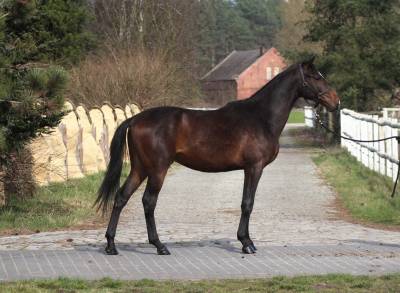 Gorgeous tall anglo arab stallion 