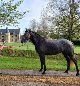 Cavalla cavallo da sport irlandese in vendita 2019 souris
