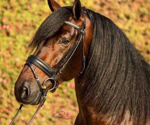 Orbayoso:magnifique cheval à toute épreuve, monté 