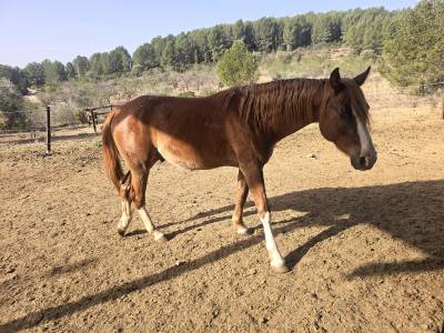 Foal arab-appaloosa