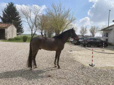 Gelding new forest for sale 2012 bay