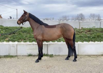 Cavalla cavallo da sella lussemburghese in vendita 2019 baio