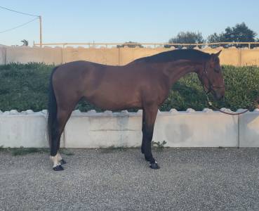 Gelding aes anglo european studbook for sale 2020 bay