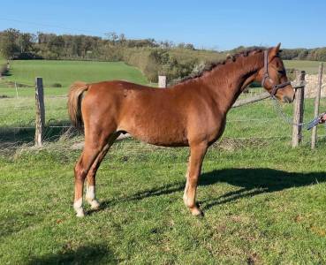 Entire welsh pony (section b) for sale 2021 liver chestnut