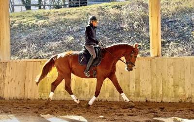 Jument sf dressage/cce