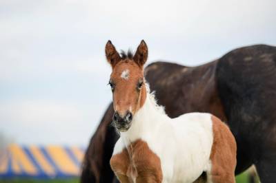 Veulen (ml) andere paarden rassen te koop 2023 bont