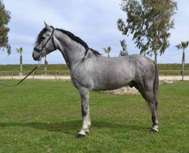 Gelding other horse breed for sale 2018 grey