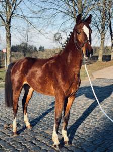 Merrie KWPN Nederlands sportpaard Te koop 2021 Donker bruin / bai