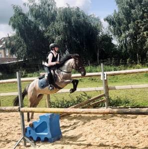 Mare Other Pony Breed For sale 2019 Roan