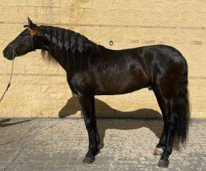 Ayero:cheval noir abordable et de qualité.