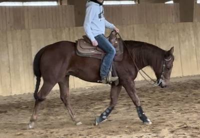 Cheval quarter horse hongre 7 ans