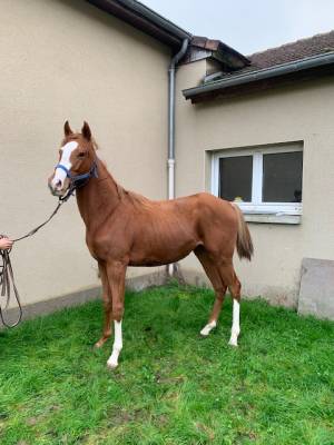 Cheval ps de 2 ans