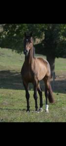Castrone kwpn cavallo da sport neerlandese in vendita 2018 baio
