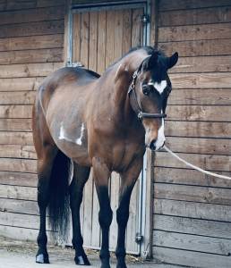 Cavalla paint horse in vendita 2019 pezzato