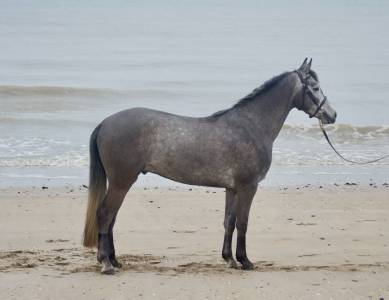 Gelding french saddle pony for sale 2020 grey