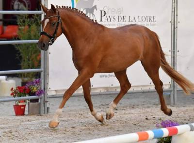 Castrone altre razze di pony in vendita 2018 sauro
