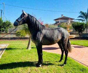 Gelding pre pure spanish bred for sale 2020 grey