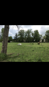 Pension pré/boxe à chaumes en brie 77