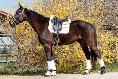 Castrone kwpn cavallo da sport neerlandese in vendita 2020 baio scuro