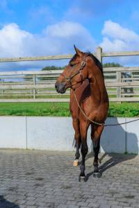 Castrone bwp cavallo da sangue belgio in vendita 2020 baio ,  vigo d'arsouille