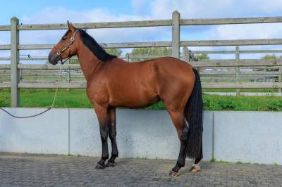 Castrone bwp cavallo da sangue belgio in vendita 2020 baio ,  vigo d'arsouille