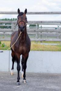 Stallion bwp belgian warmblood for sale 2020 other color
