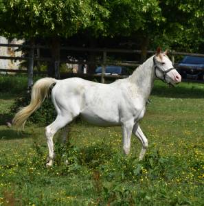 Anglo-arabe dw34 + nd1 + dw20/22