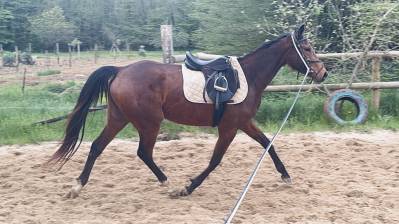 Mare thoroughbred for sale 2021 bay