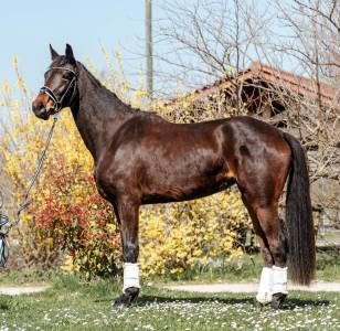 Yegua bwp caballo de sangre belga en venta 2021 bayo