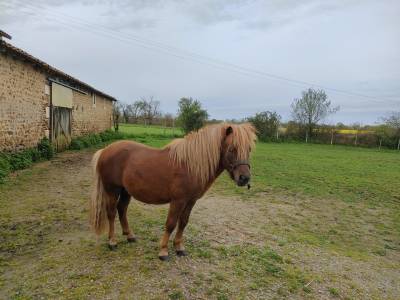 Entire shetland pony for sale 2022 chesnut