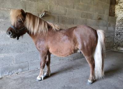Entire shetland pony for sale 2022 chesnut