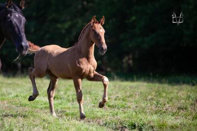 Poulain Pure Race Espagnole Dressage