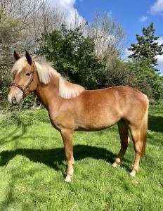 Mare other horse breed for sale 2020 silver dapple
