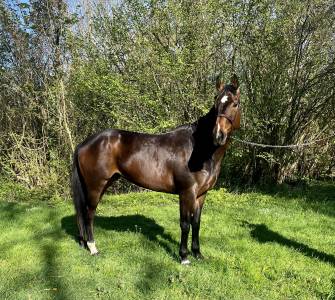 Yegua sbs caballo de deporte belga en venta 2017 bayo