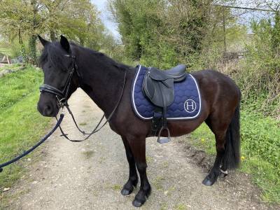 Magnifique poney noir taille c 135cm 