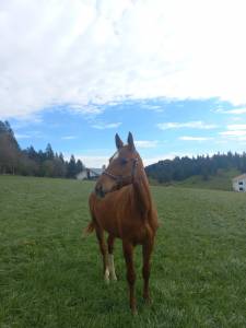 Filly Franche-Montagne For sale 2023 Chesnut