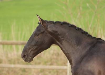 Stallion pre pure spanish bred for sale 2019 black