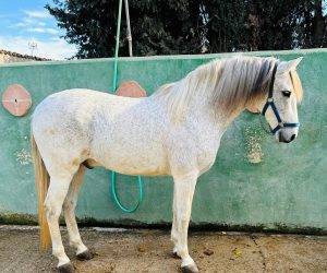 Gelding pre pure spanish bred for sale 2015 grey