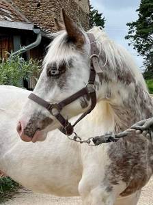 Castrone pfs pony francese da sella in vendita 2022 appaloosa