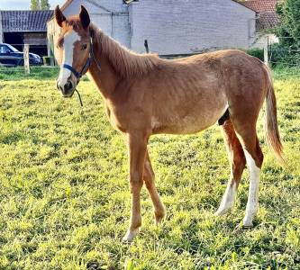 Puledro sbs cavallo da sport belgio in vendita 2023 sauro ,  el pintador du dieu d’arras z