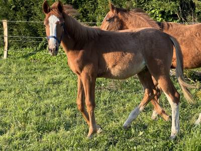 Castrone sbs cavallo da sport belgio in vendita 2023 sauro ,  el pintador du dieu d’arras z